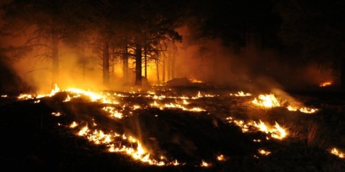 Wildfire Earth